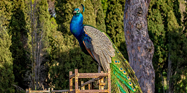 Rhodes City Tour & West Coast Image Gallery - Image 4